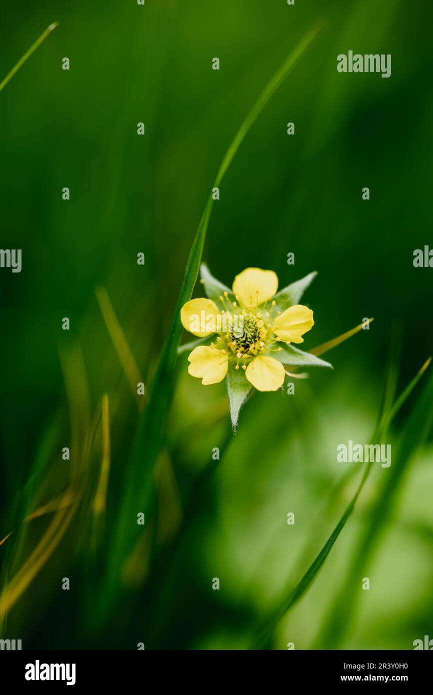 Beautiful nature macro hi-res stock photography and images - Alamy