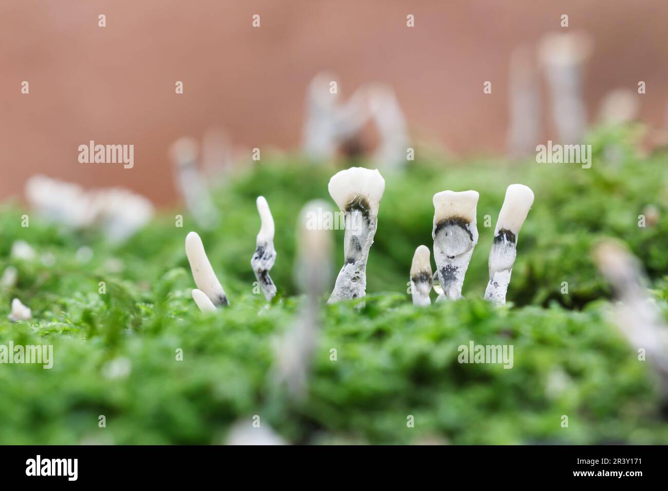 Xylaria hypoxylon, known as Candlestick fungus, Candlesnuff fungus