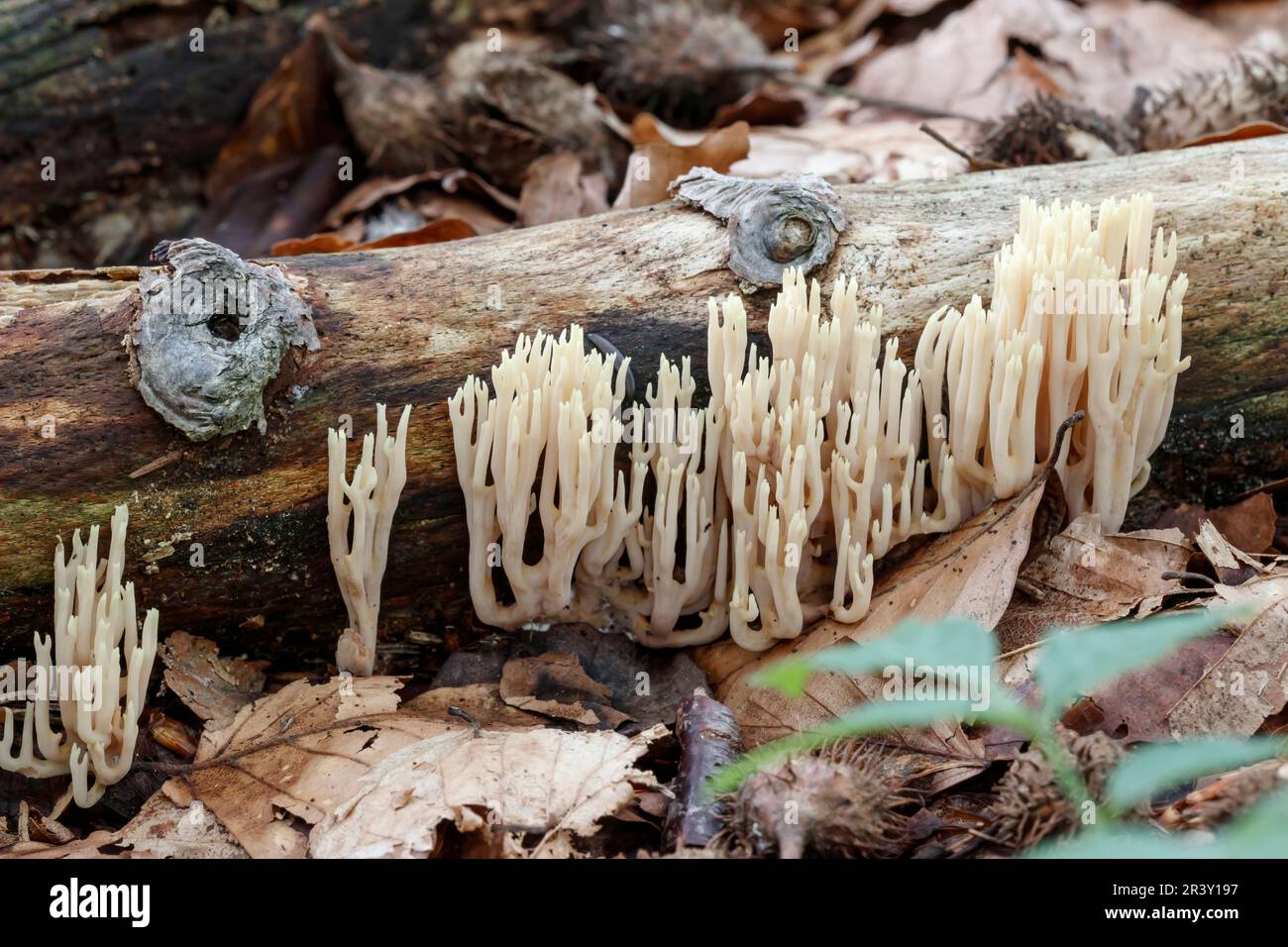 Ramaria stricta, known as Upright coral, Strict-branch coral, Coral fungi Stock Photo