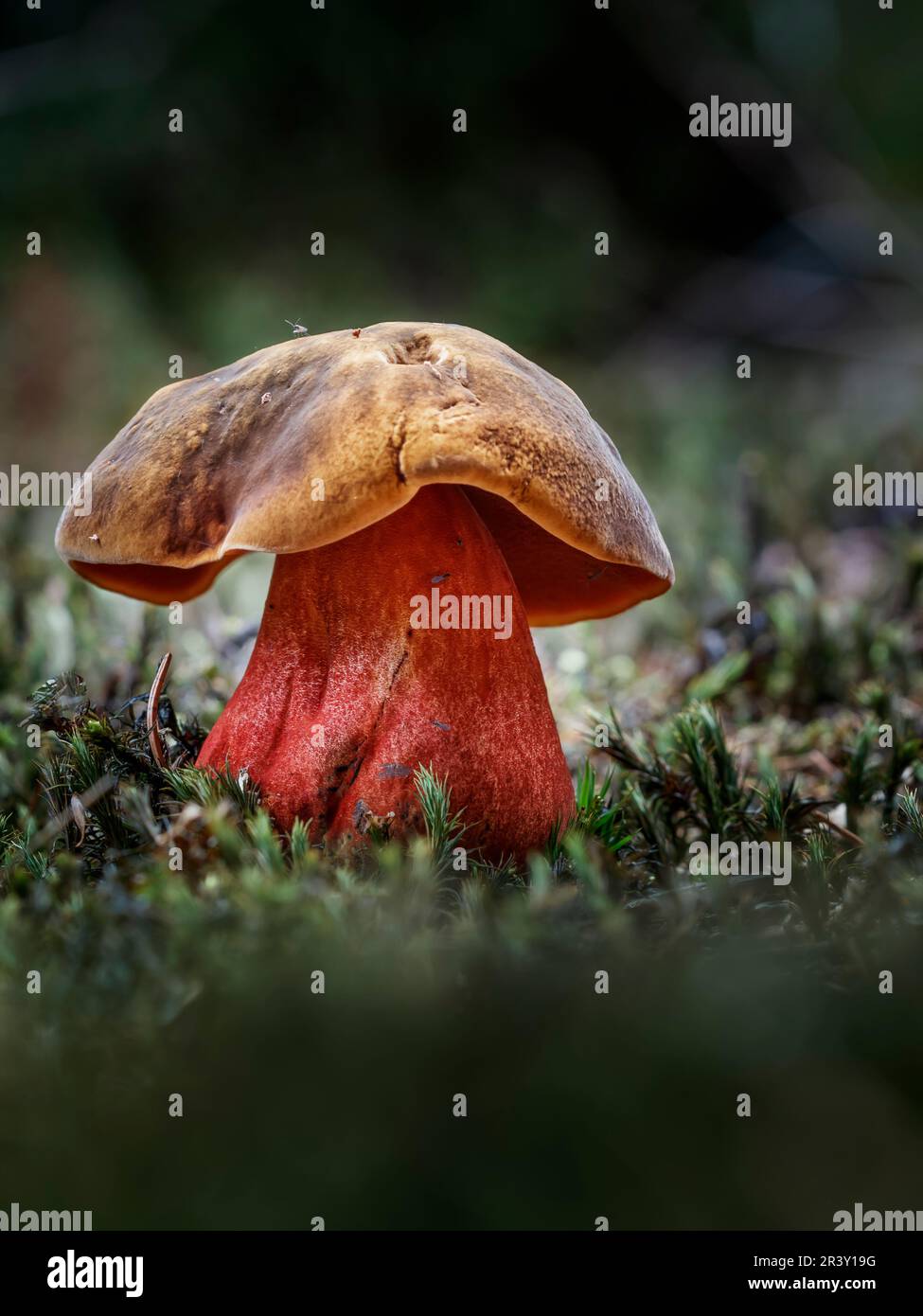 Neoboletus erythropus, (syn. Boletus erythropus, Boletus luridiformis), known as Dotted stem bolete Stock Photo