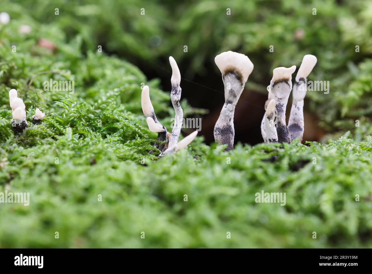 Xylaria hypoxylon, known as Candlestick fungus, Candlesnuff fungus