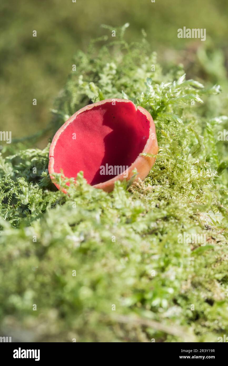Sarcoscypha coccinea, known as Scarlet elf cup, Scarlet cup, Scarlet elfcup, Ruby elfcup, Elf-cup Stock Photo