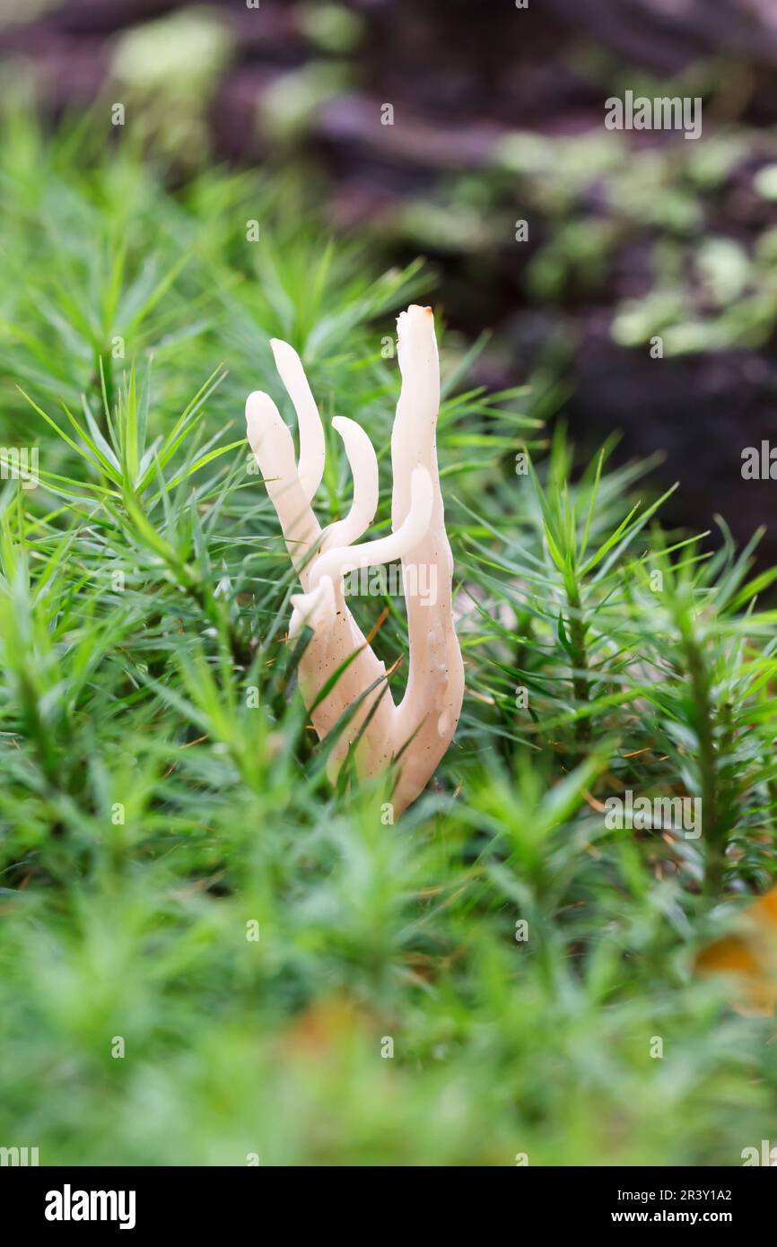 Xylaria hypoxylon, known as Candlestick fungus, Candlesnuff fungus