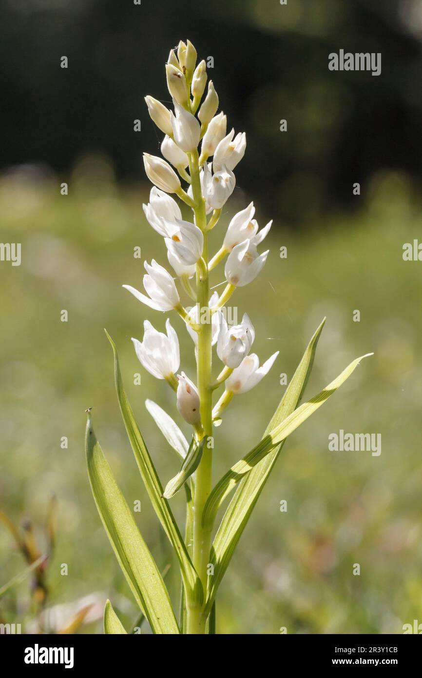 Cephalanthera longifolia, known as Narrow-leaf helleborine, Sword-leaf helleborine Stock Photo
