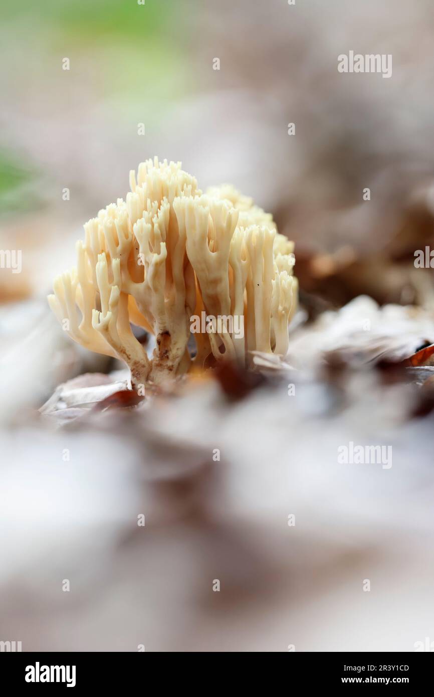 Ramaria stricta, known as Upright coral, Strict-branch coral, Coral fungi Stock Photo