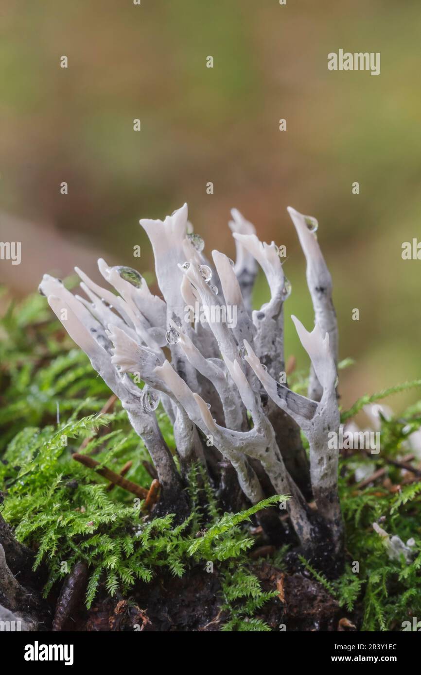 Xylaria hypoxylon, known as Candlestick fungus, Candlesnuff fungus