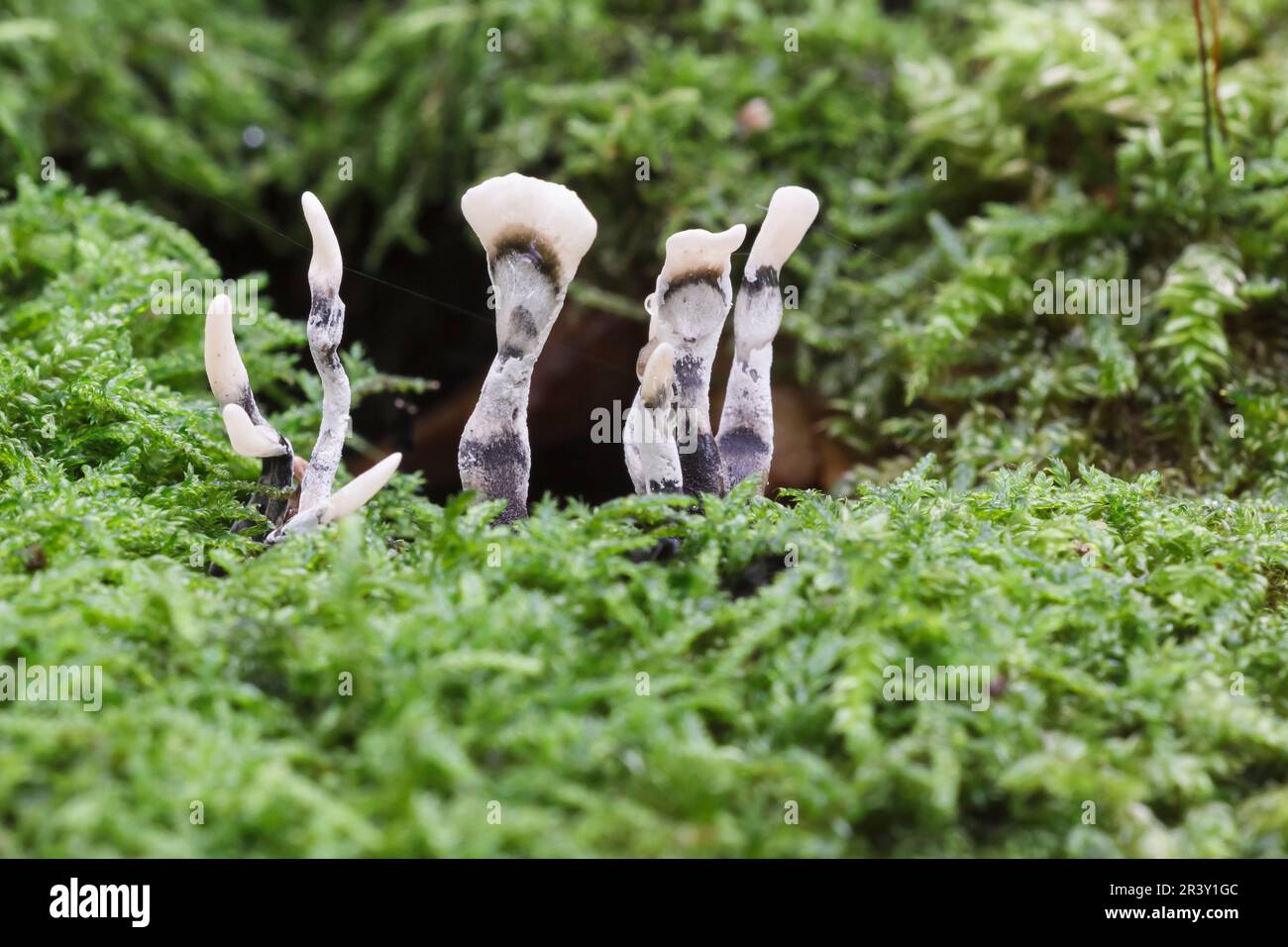 Xylaria hypoxylon, known as Candlestick fungus, Candlesnuff fungus