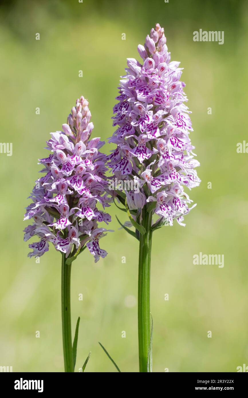 Dactylorhiza maculata, subsp. fuchsii, known as Common spotted orchid Stock Photo