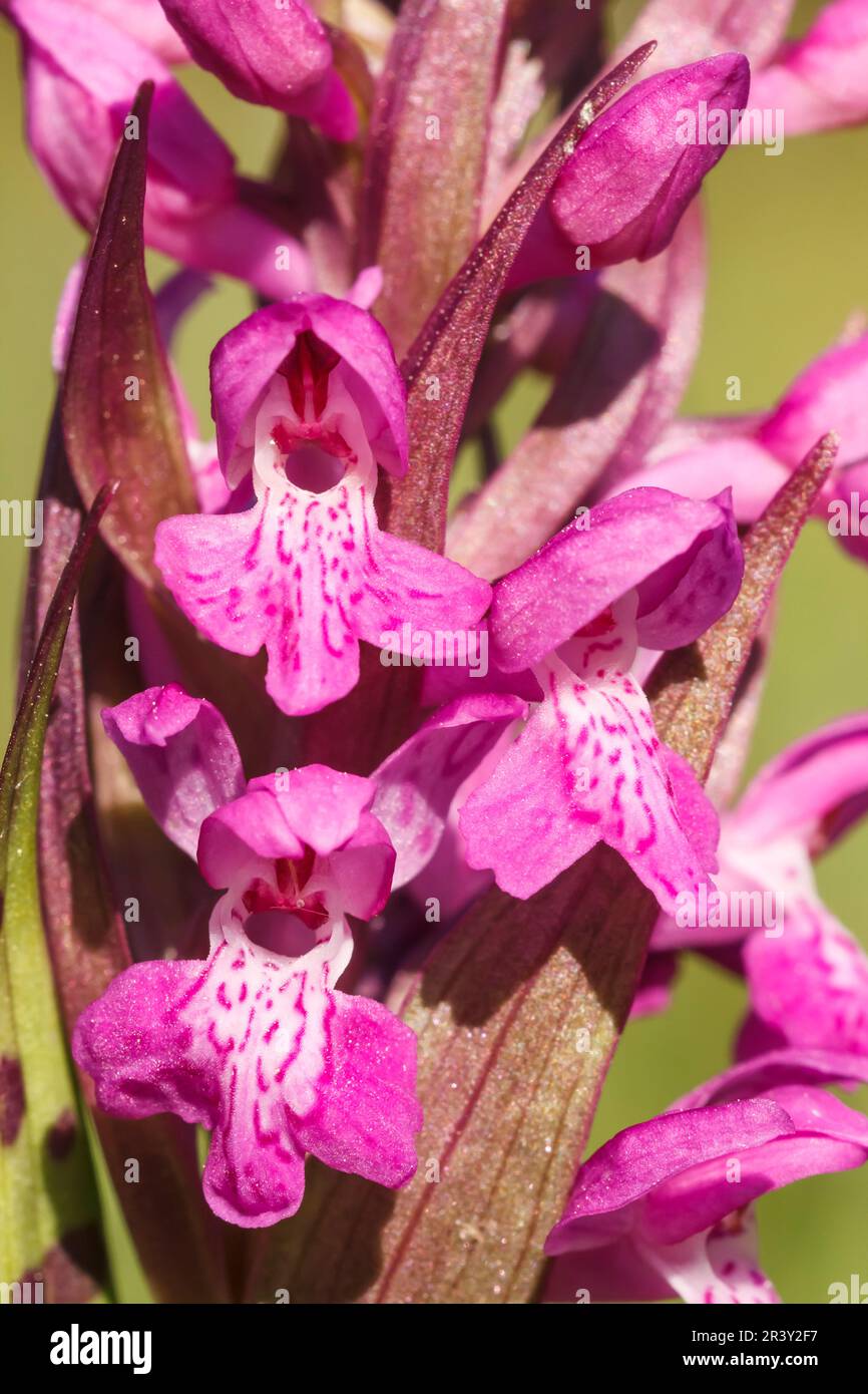 Dactylorhiza majalis, known as Marsh orchid, Common marsh orchid ...