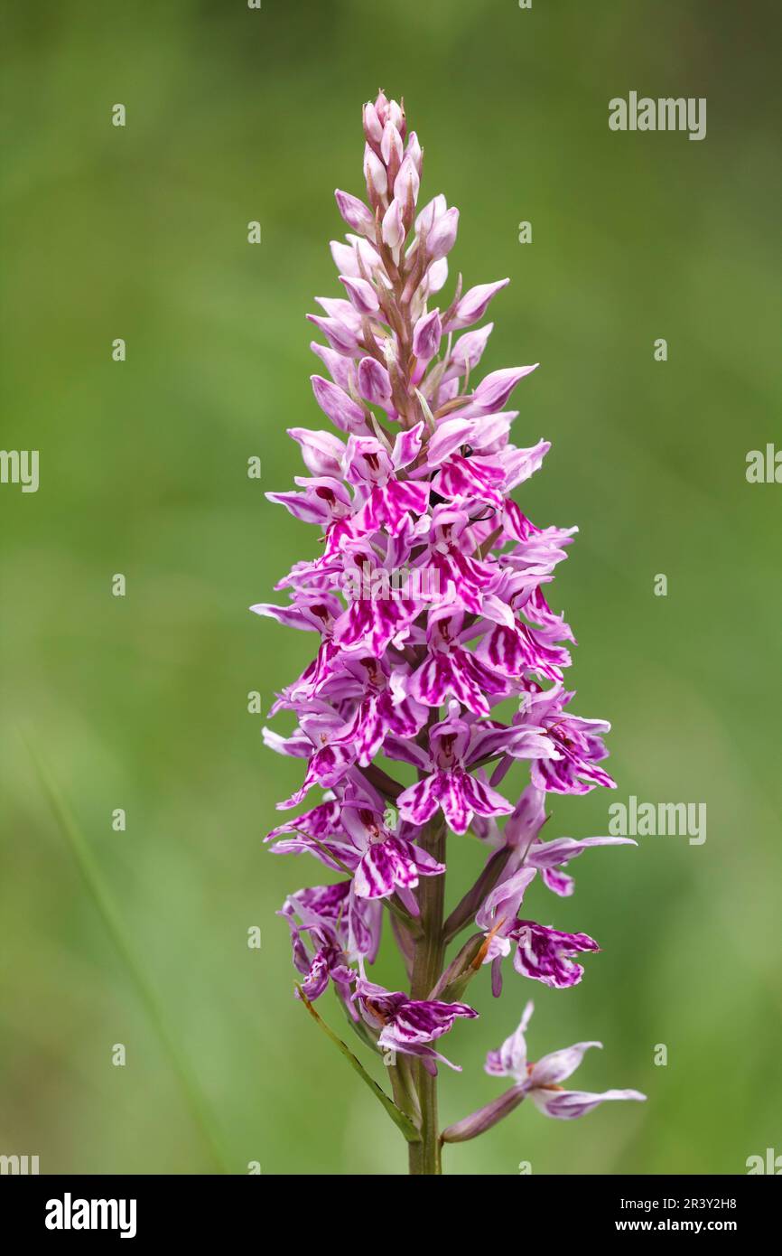 Dactylorhiza maculata (natural hybrid), known as Heath spotted orchid, Moorland spotted orchid Stock Photo