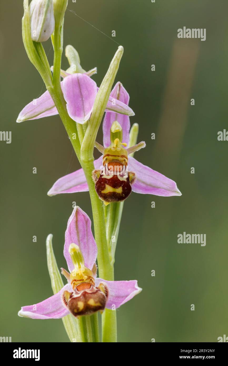 Ophrys apifera, known as the Bee orchid Stock Photo Alamy