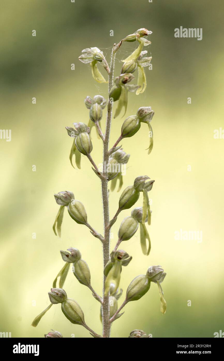 Neottia ovata, syn. Listera ovata, known as Common twayblade, Greater twayblade Stock Photo