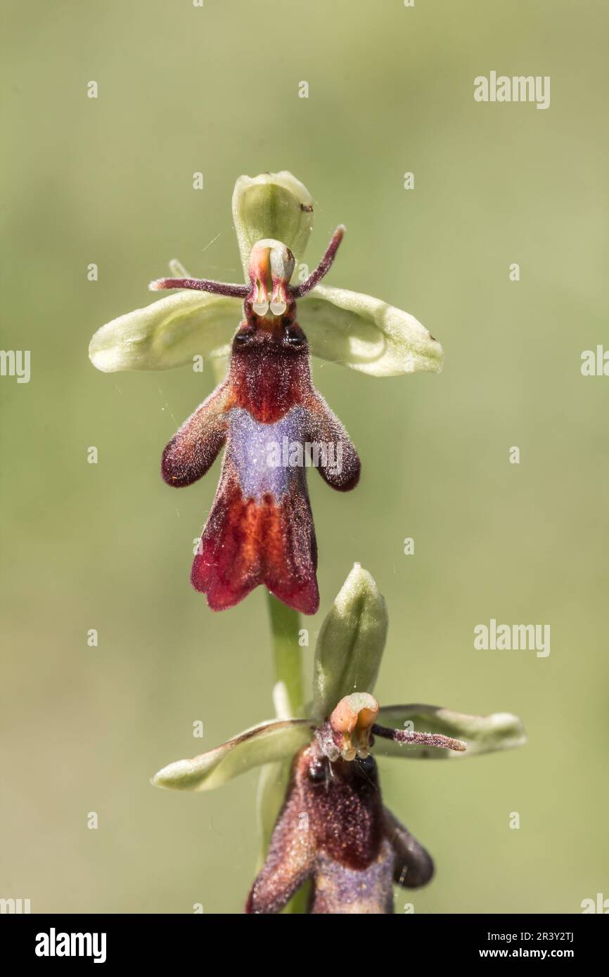 Ophrys insectifera, Fliegen-Ragwurz, Fliegenragwurz, Fliegenstendel, Fliegenständel - Ophrys insectifera, Fly orchid, Insect-bearing ophrys Stock Photo