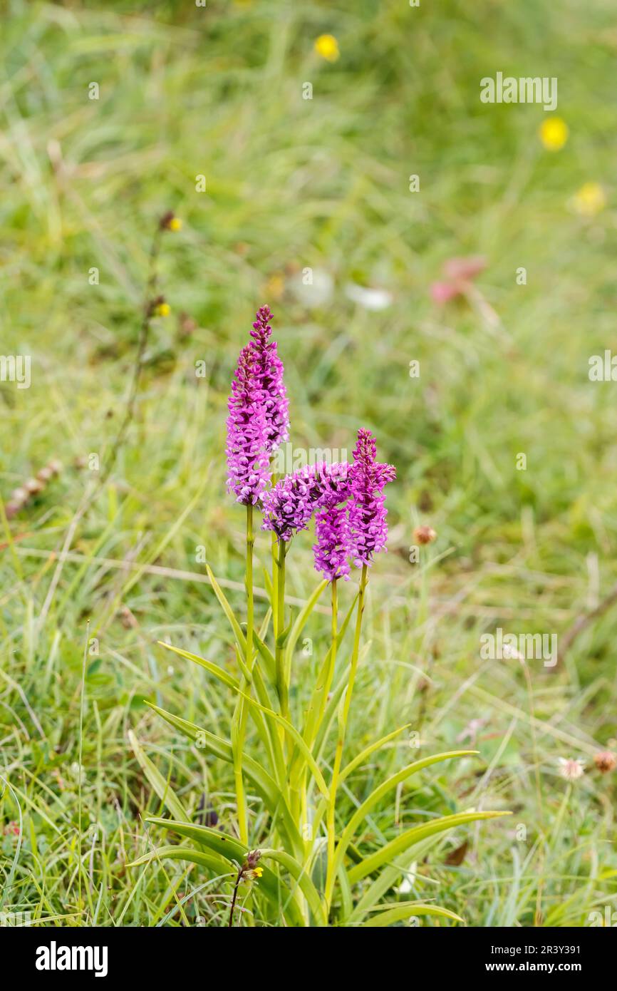 Gymnadenia conopsea, known as Fragant orchid, Marsh fragant orchid, Chalk fragant-orchid Stock Photo