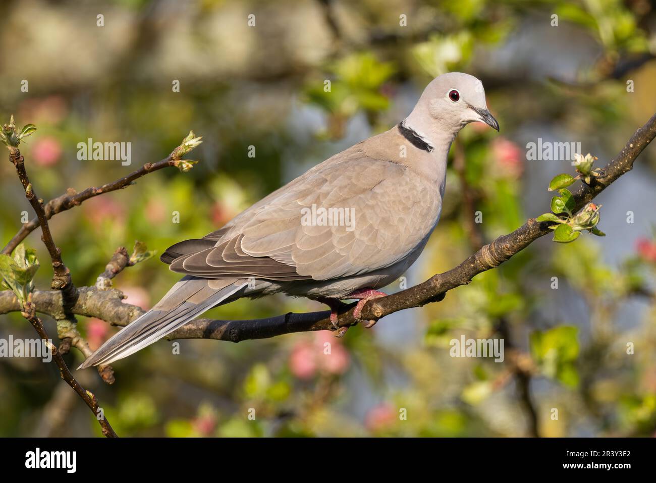 Collared Dove perched in an apple tree Stock Photo