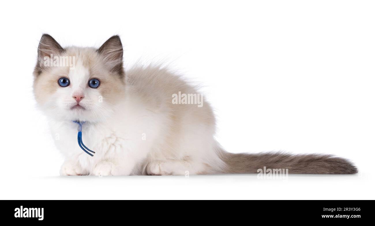 Cute bicolor Ragdoll cat kitten, laying down side ways. Looking towards camera with blue eyes. Isolated on a white background. Stock Photo