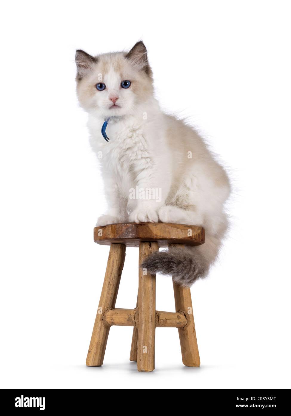 Cute bicolor Ragdoll cat kitten, sitting on little wooden stool. Looking towards camera with blue eyes. Isolated on a white background. Stock Photo