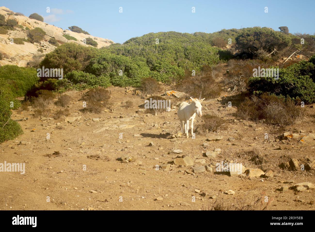White donkey typical of the Asinara Island for a walk. Donkey in the wild in the National Park Stock Photo