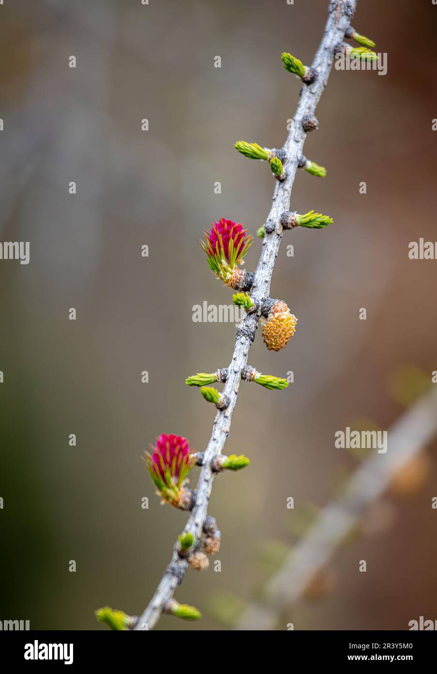 Larch, yellow male flower and red female flowers Stock Photo