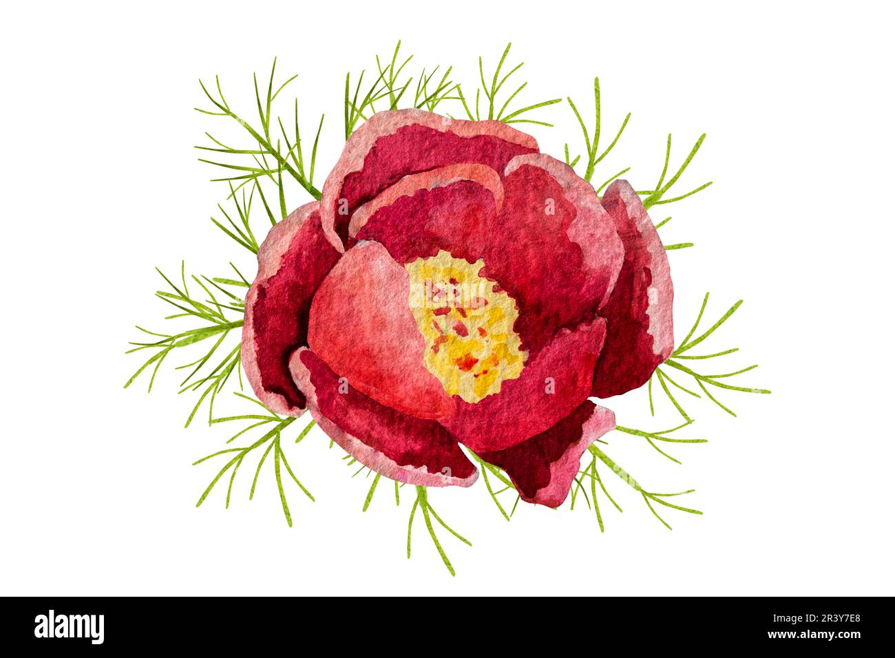 watercolor illustration red thin-leaved peonies on a white background. Stock Photo