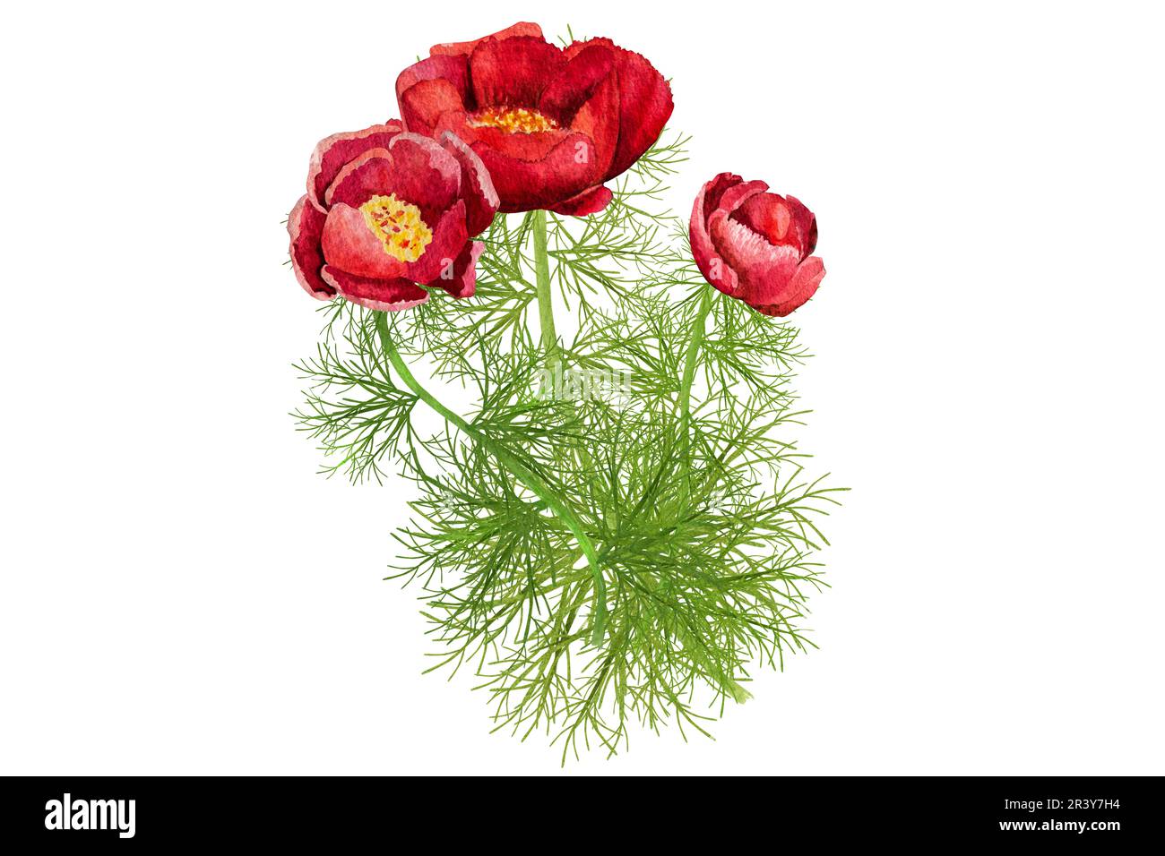 watercolor illustration red thin-leaved peonies on a white background. Stock Photo