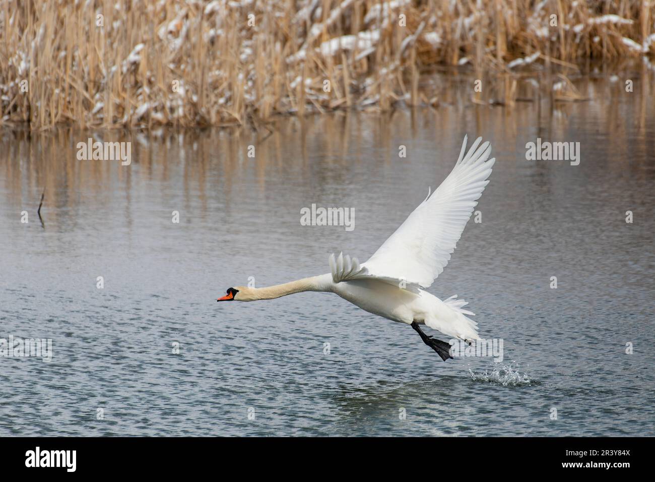 Wild bird mute swan, Cygnus olor, in winter on pond. Czech Republic wildlife Stock Photo