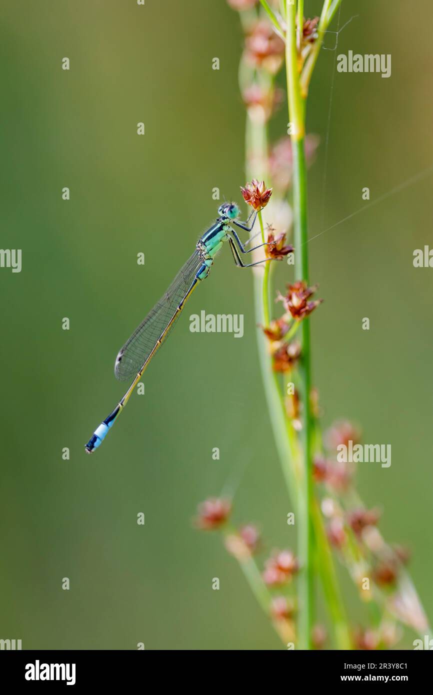 Ischnura elegans, known as Blue-tailed damselfly, Common bluetail Stock Photo