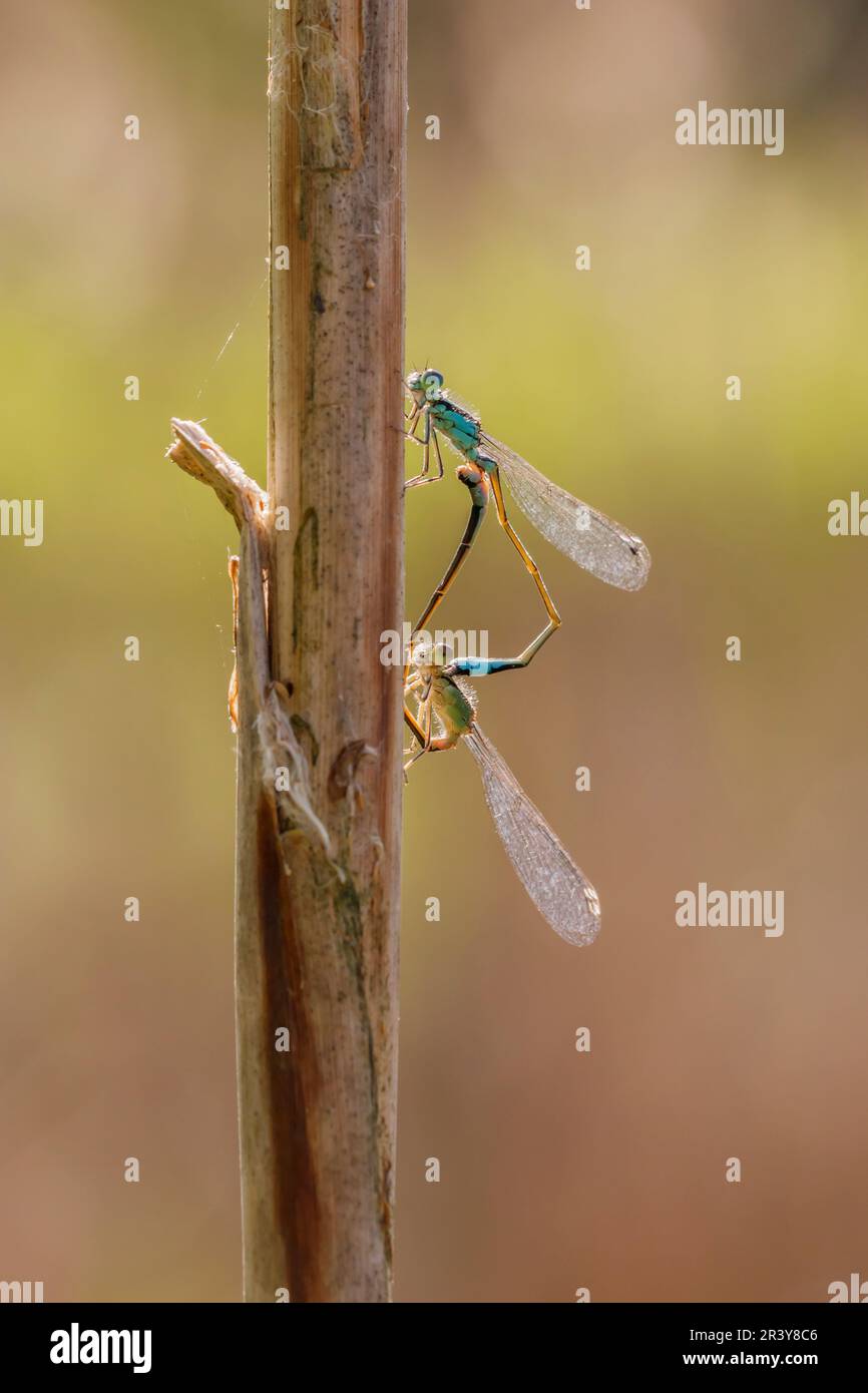 Ischnura elegans, known as Blue-tailed damselfly, Common bluetail (copula) Stock Photo