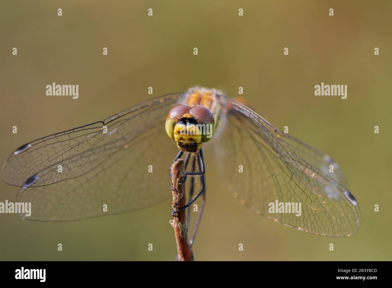 Sympetrum danae (female), known as Black darter, Black meadowhawk Stock Photo