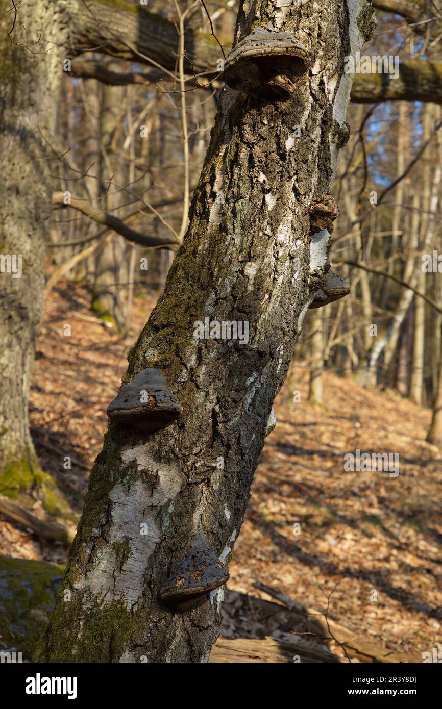 Bracket fungi on an old birch tree in a forest at Nyrsko, Czech ...