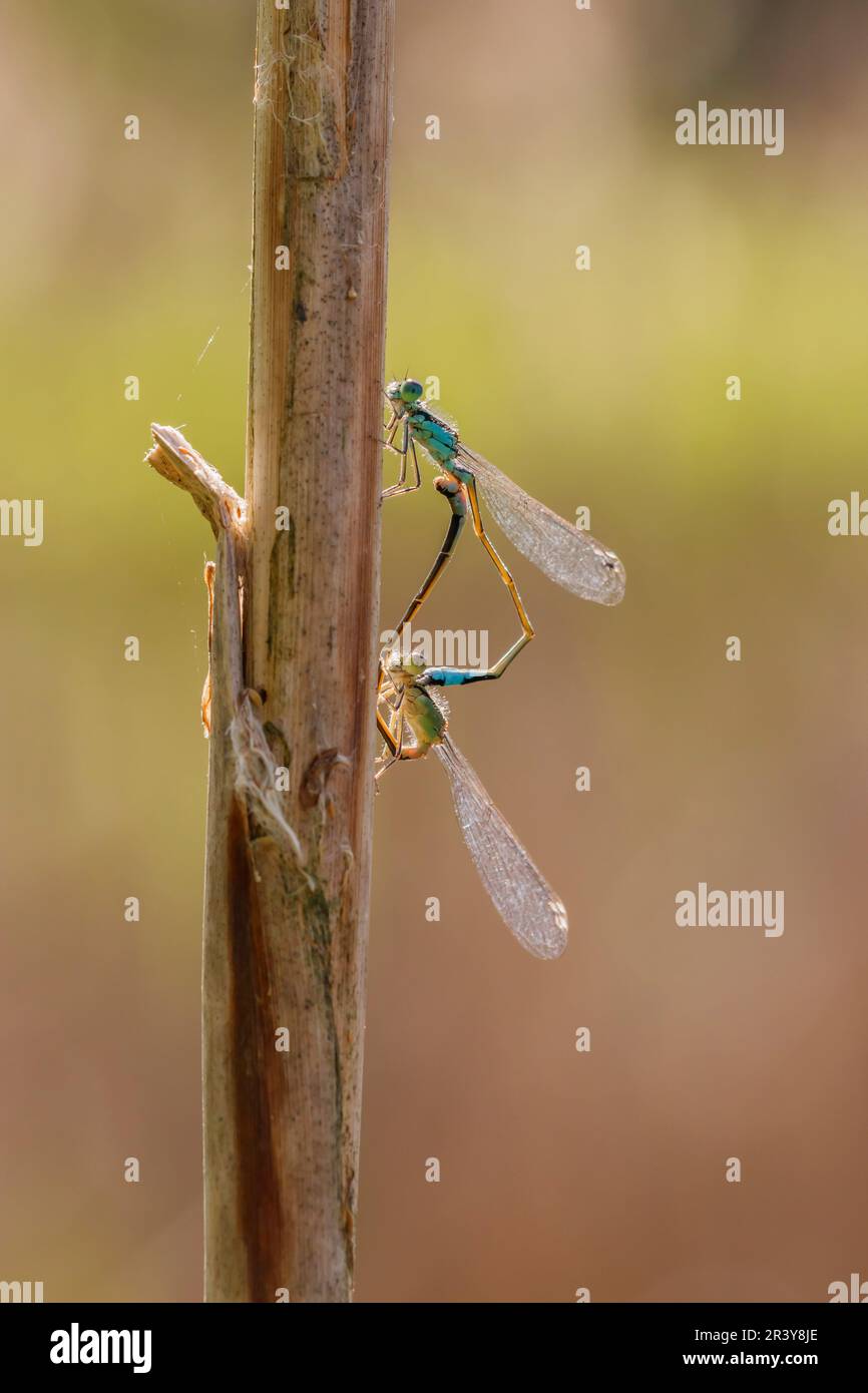 Ischnura elegans, known as Blue-tailed damselfly, Common bluetail (copula) Stock Photo