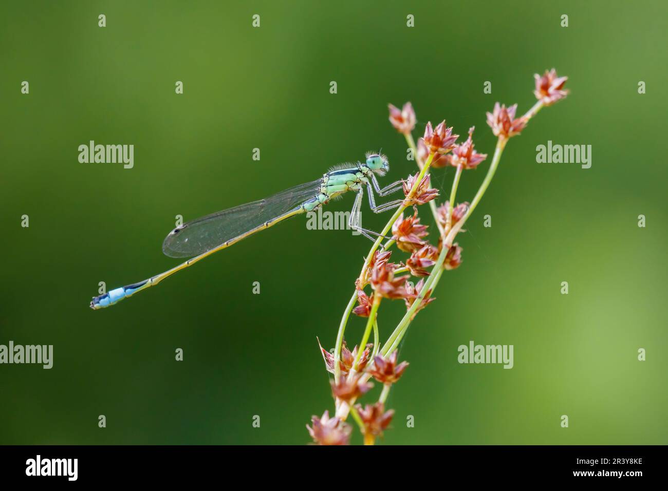 Ischnura elegans, known as Blue-tailed damselfly, Common bluetail Stock Photo