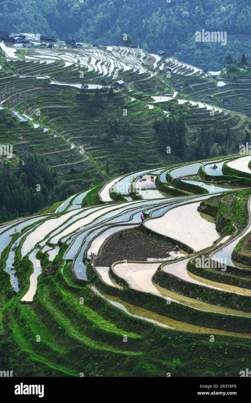 farmers plant paddy in terrace fields on mountains Stock Photo