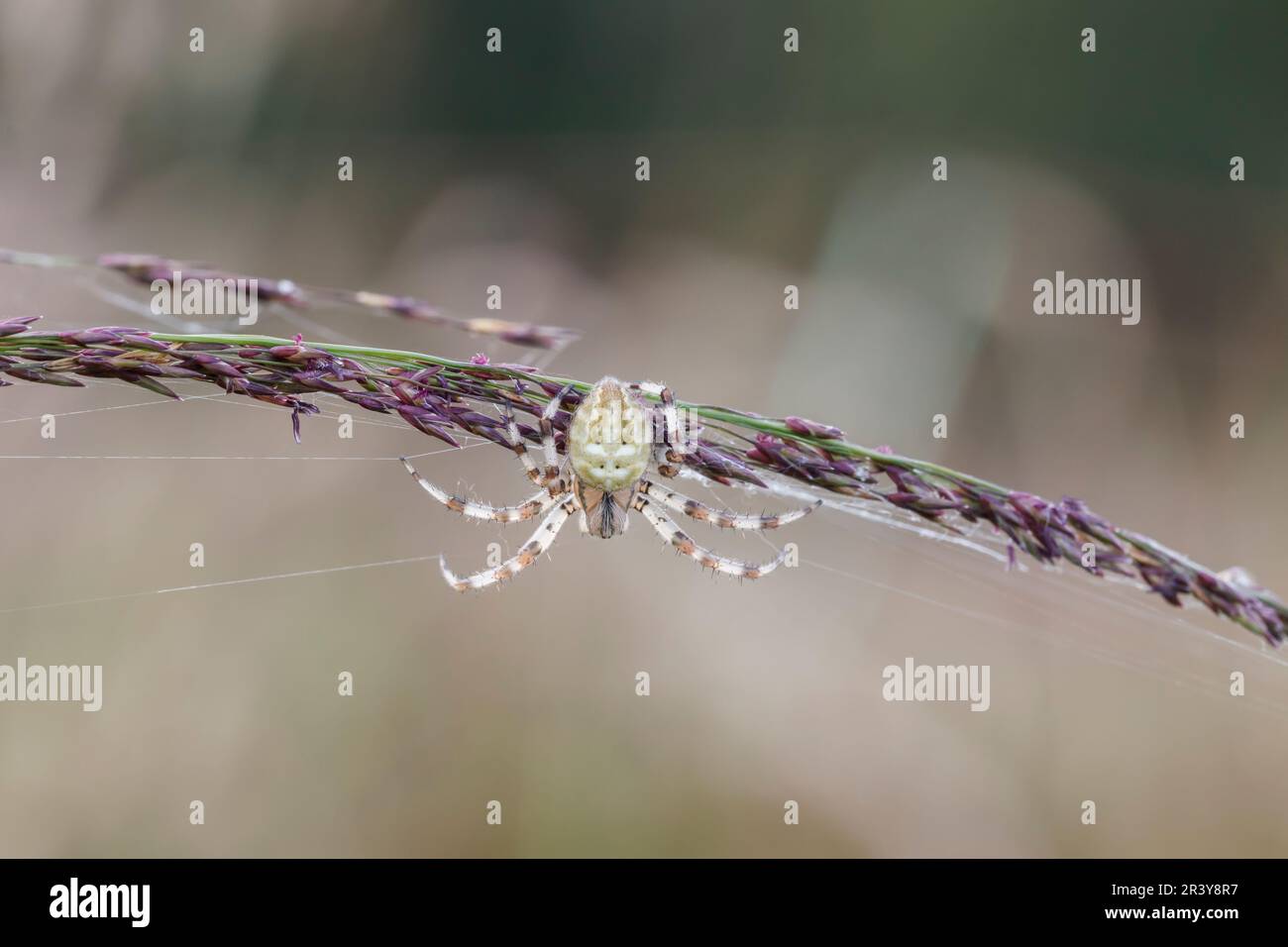 Araneus quadratus, known as the Four-spot orb-weaver (bright form Stock ...