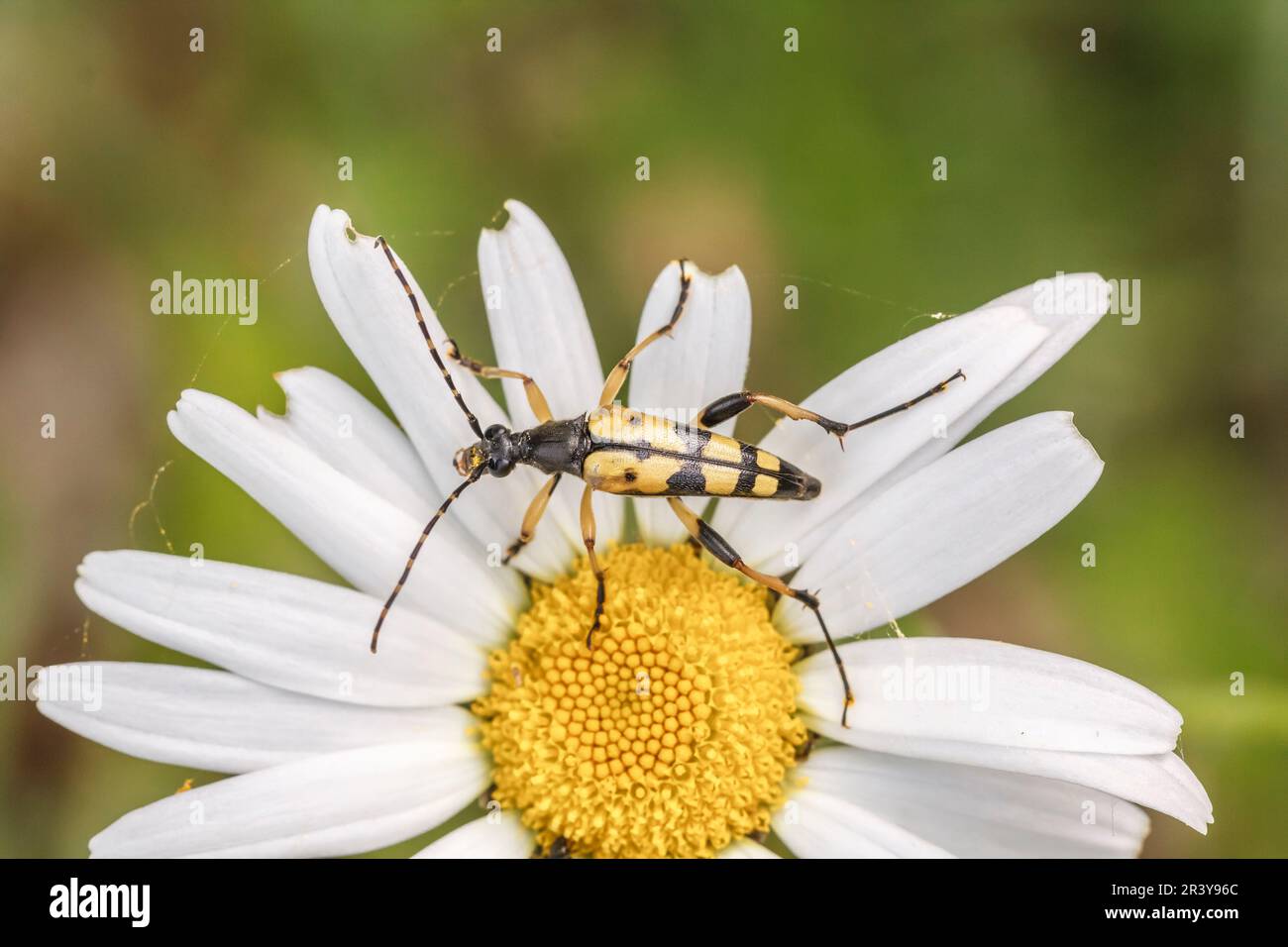 Rutpela maculata (Strangalia maculata) known as spotted longhorn, spotted longhorn beetle Stock Photo