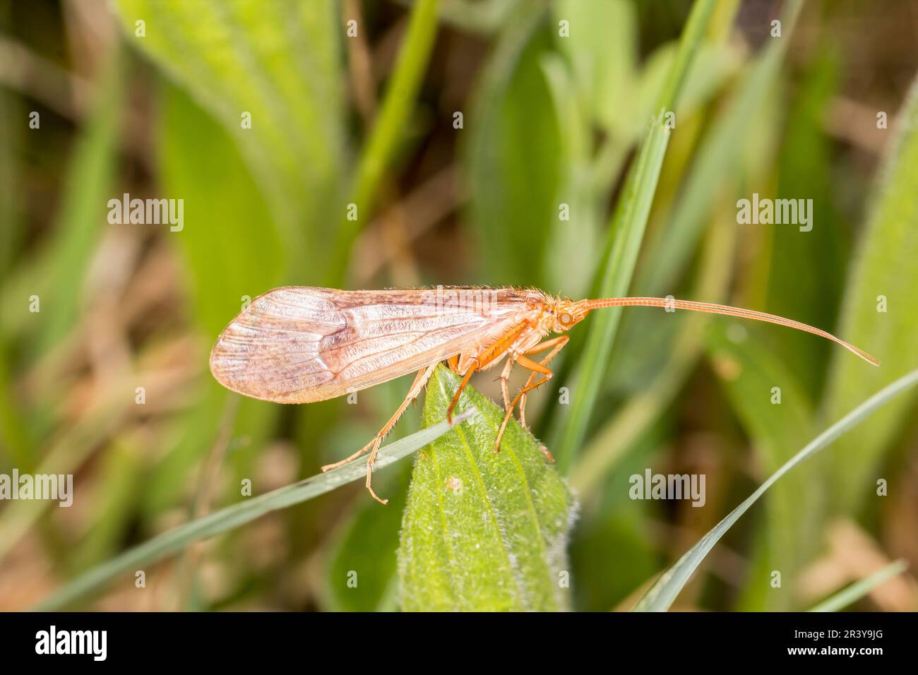 Trichoptera species, known as the Caddisfly, Caddiesflies Stock Photo