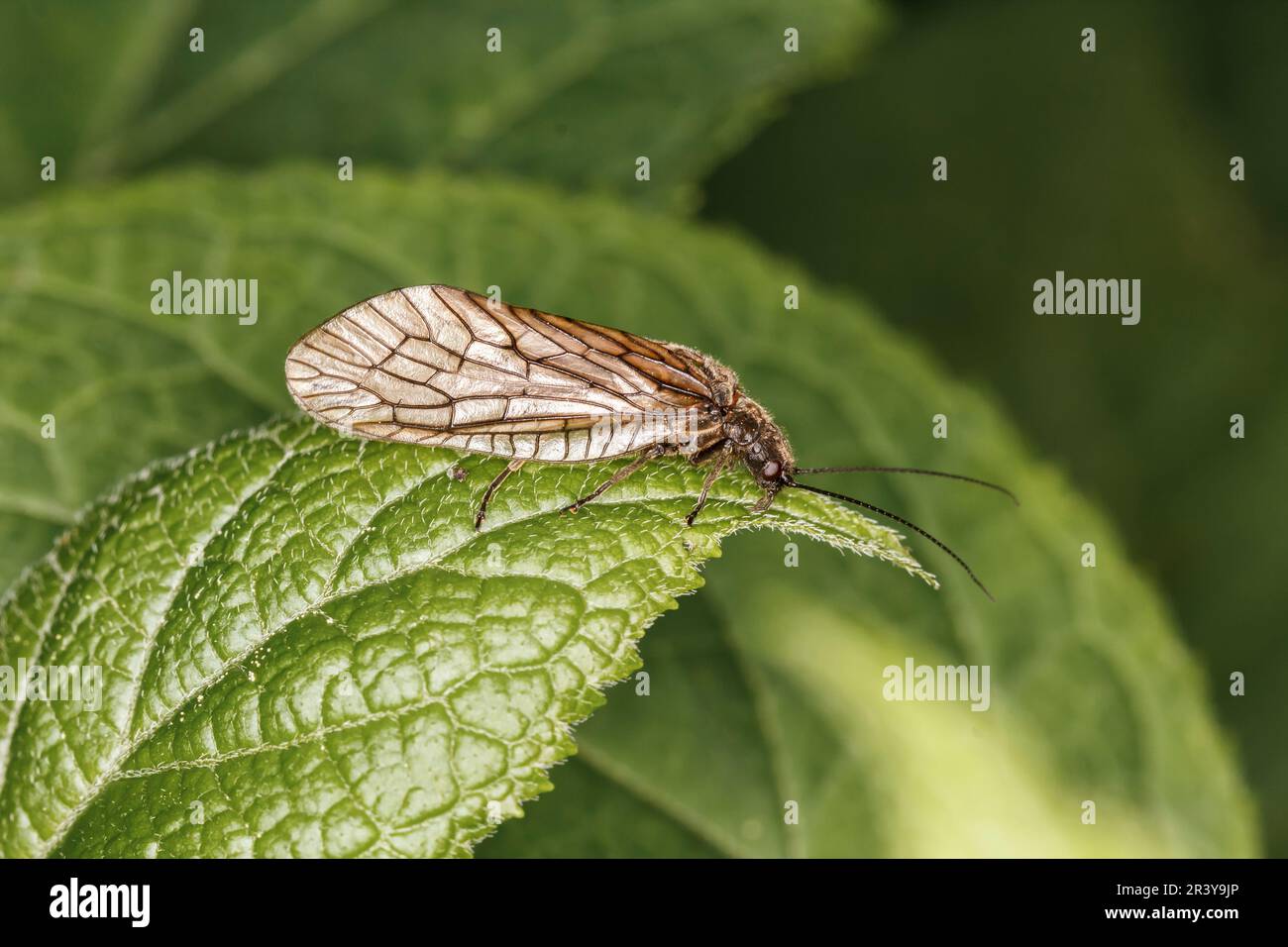 Trichoptera species, known as the Caddisfly, Caddiesflies Stock Photo