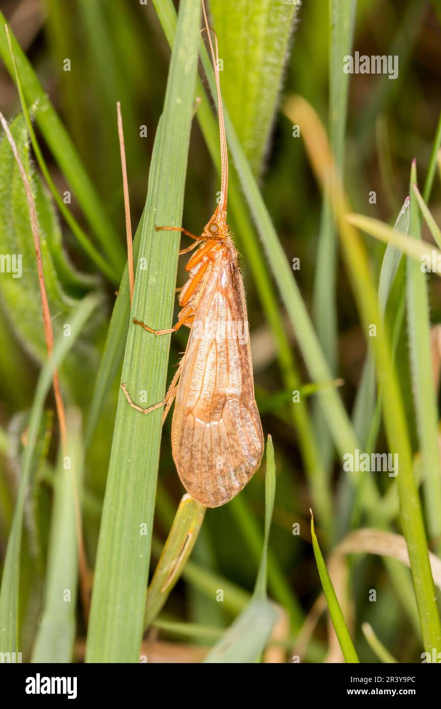 Trichoptera species, known as the Caddisfly, Caddiesflies Stock Photo