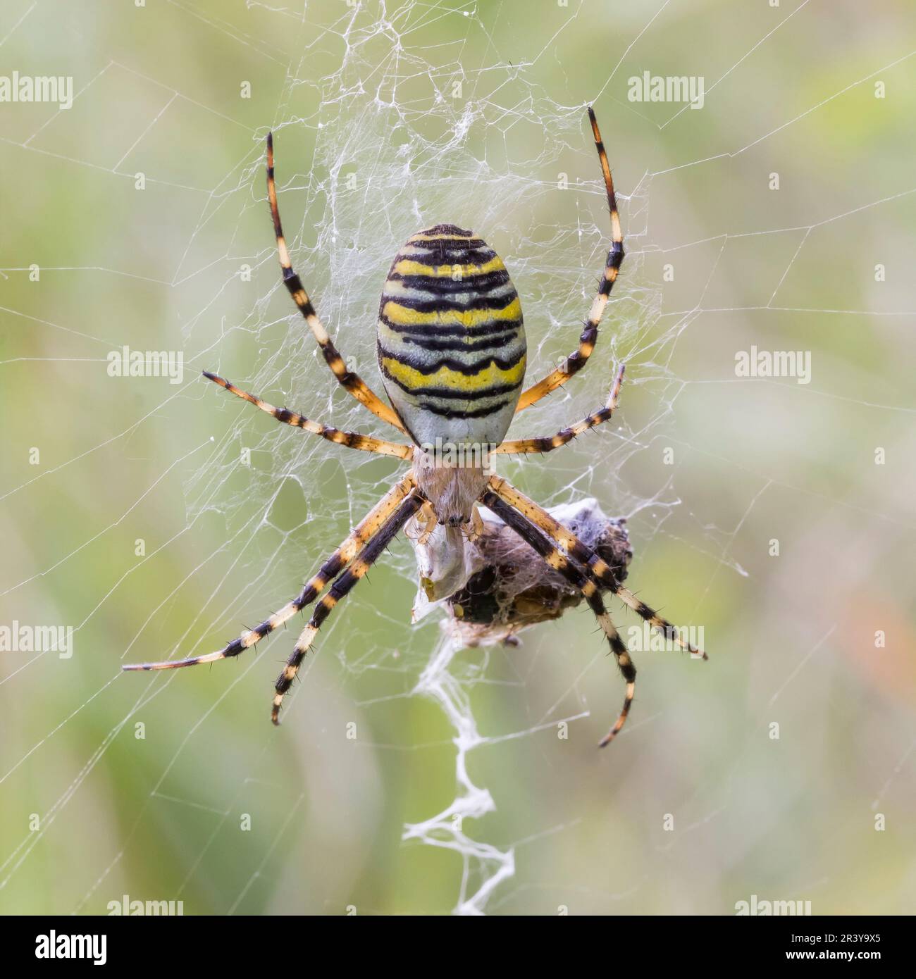 Argiope Bruennichi Commonly Known As The Wasp Spider Stock Photo Alamy argiope-bruennichi-commonly-known-as-the-wasp-spider-stock-photo-alamy
