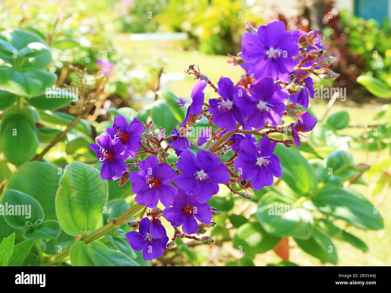 Inflorescence of Stunning Silver Leafed Princess Flowers or Tibouchina Heteromalla on Easter Island of Chile, South America Stock Photo