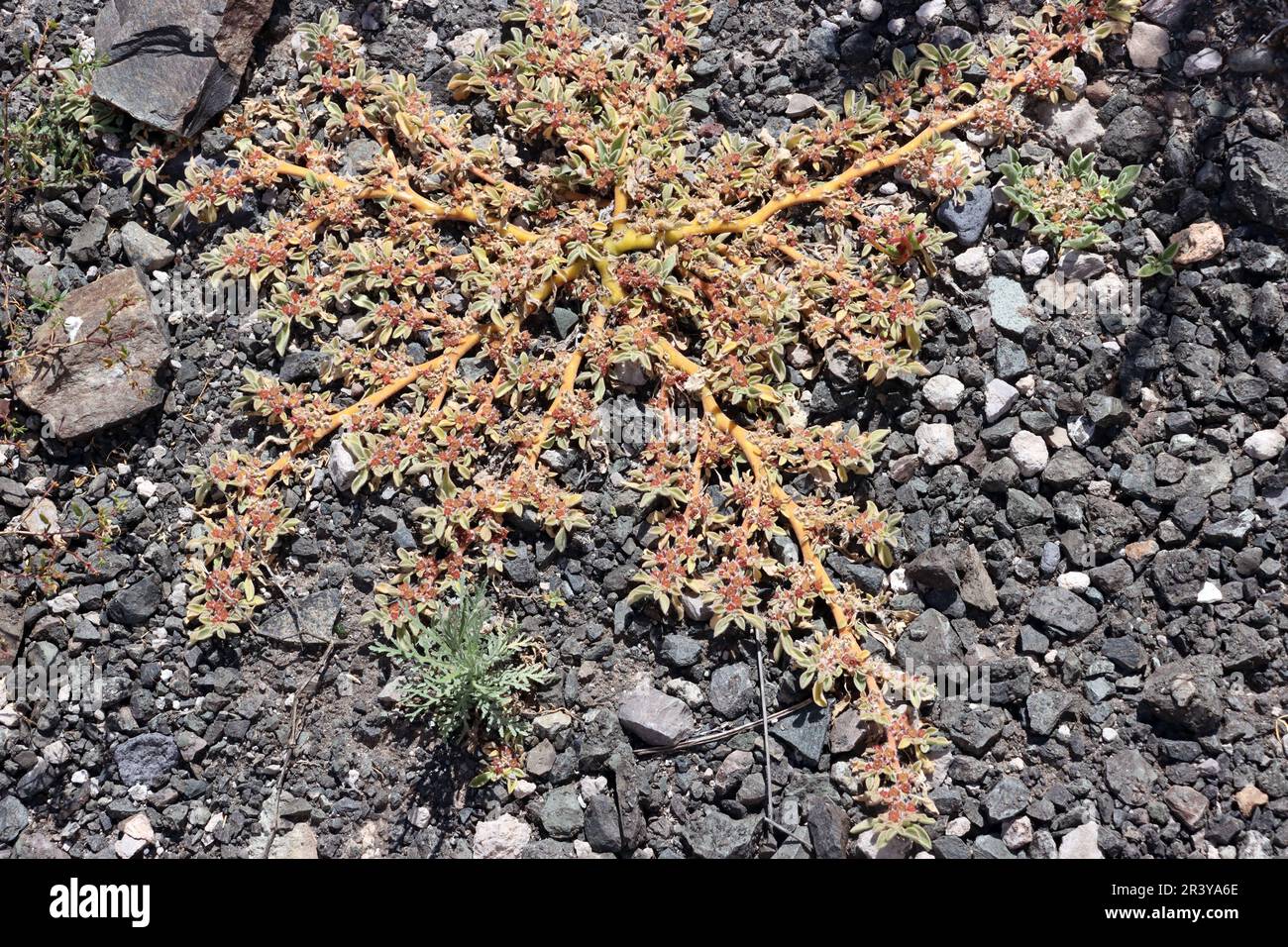 Canary Island Ice Plant - Aizoon canariense Stock Photo