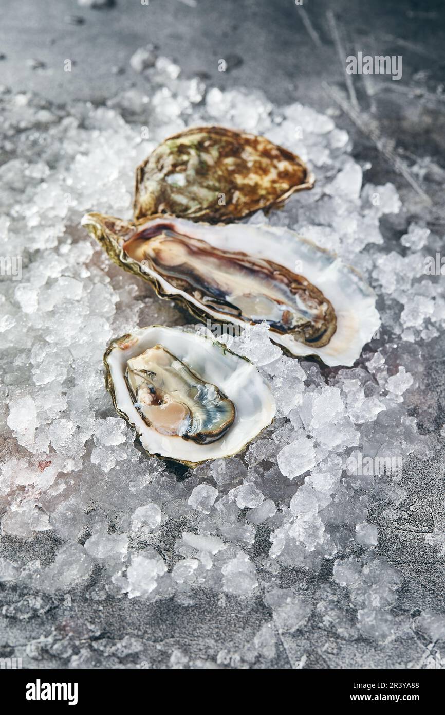 Oysters with lemon on ice on gray background close-up. Stock Photo