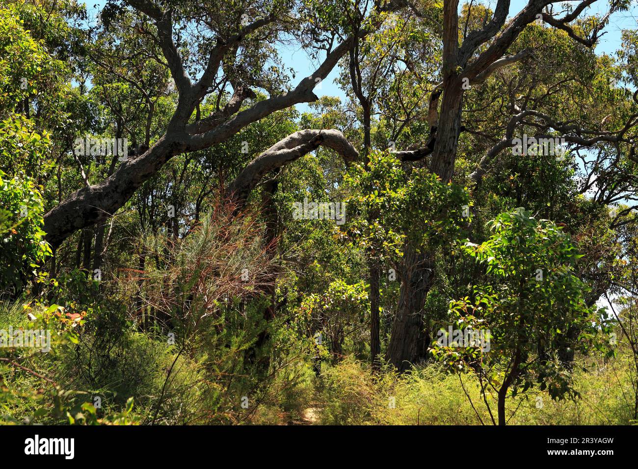 Eucalyptus bush and trees,  Augusta,  Southwest Australia Stock Photo