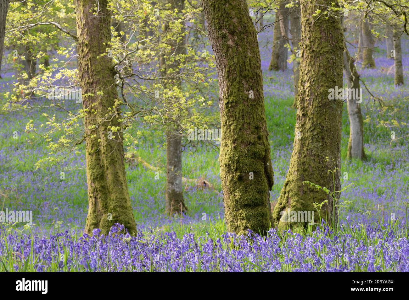 Moss Covered Oak Trees in the Ancient Woodland at Kinclaven Bluebell Wood in Perthshire with Native Bluebells (Hyacinthoides Non-scripta) in Flower Stock Photo