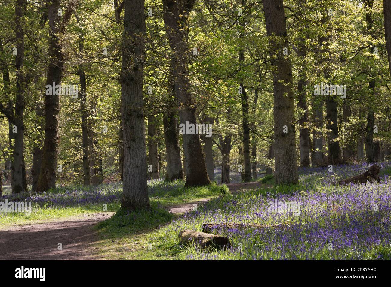 A Sunlit Footpath Leading into Kinclaven Bluebell Wood, an Ancient Woodland in Scotland, with Bluebells in Flower Beneath the Oak Trees Stock Photo