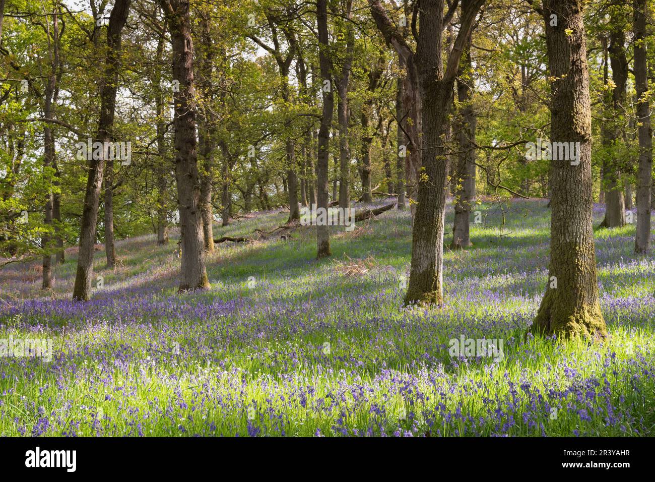 Native Bluebells (Hyacinthoides Non-scripta) in Flower Beneath Oak Trees in the Ancient Woodland at Kinclaven, Formerly Known as Ballathie Wood Stock Photo
