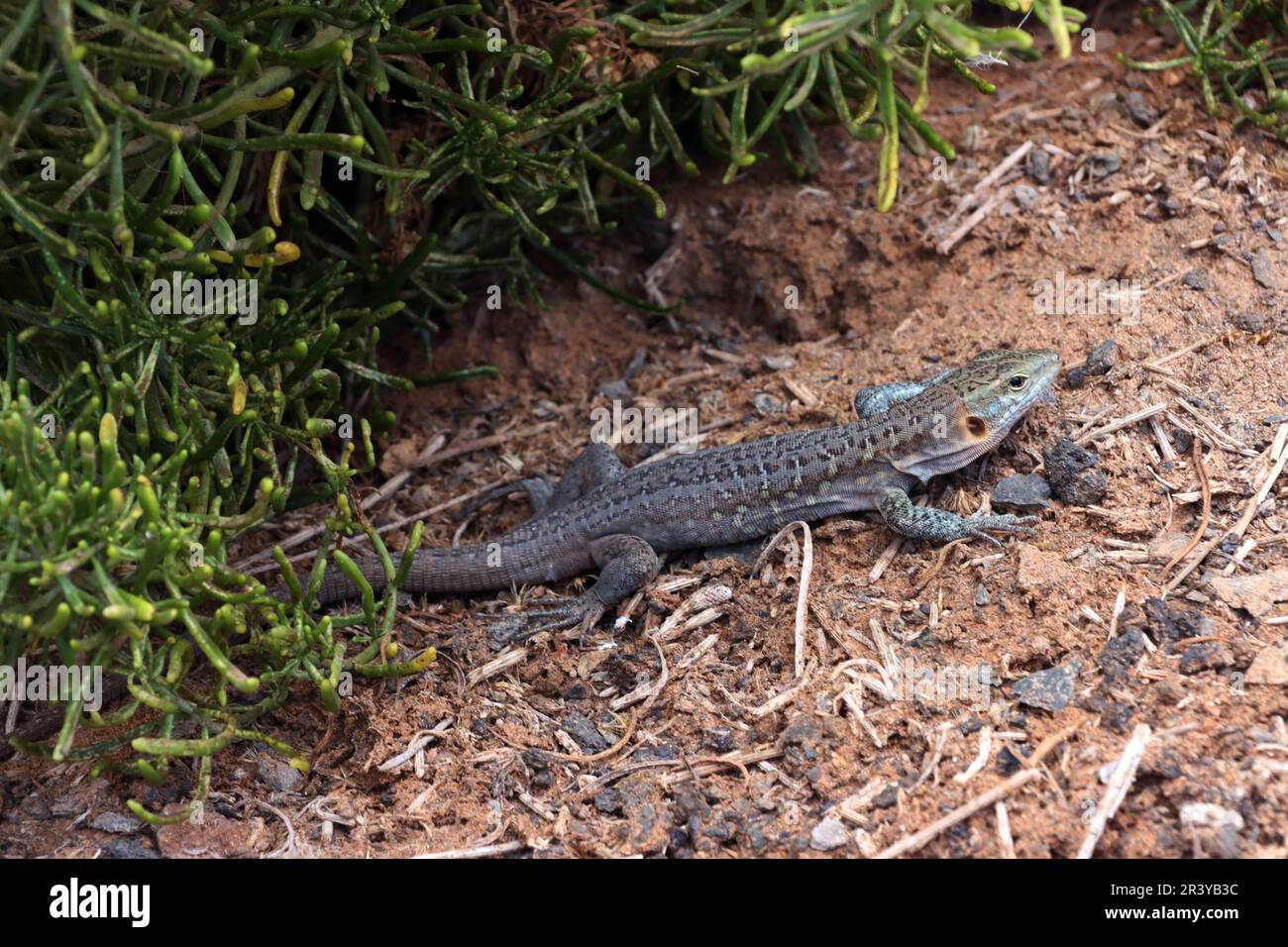 Gran Canaria giant lizard (Gallotia stehlini Stock Photo Alamy