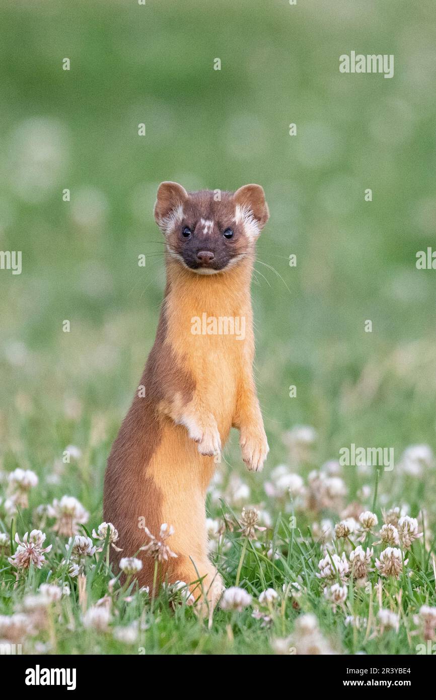 Long-tailed weasel standing in field Stock Photo - Alamy