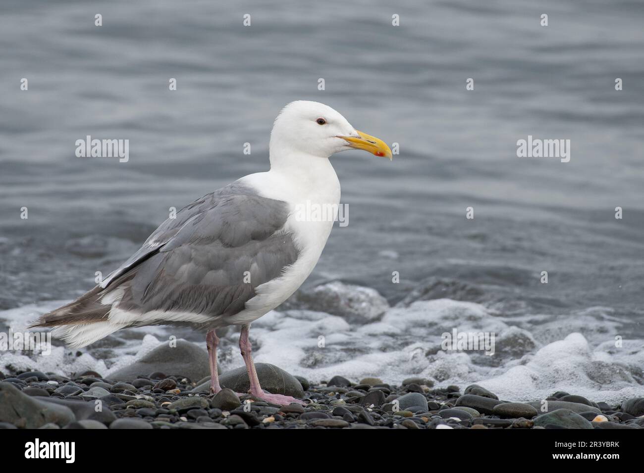 Glaucous winged seagull hi-res stock photography and images - Alamy