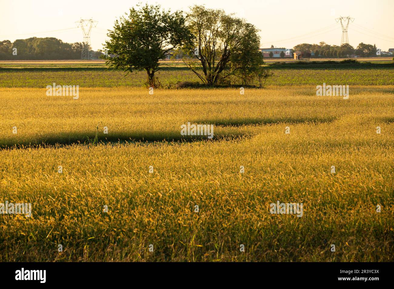 In agriculture, a field is an area of land, enclosed or otherwise, used